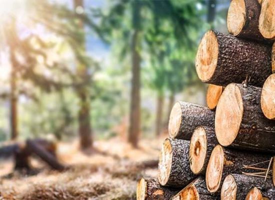 Mit dem Energieträger Holz die Energiewende meistern