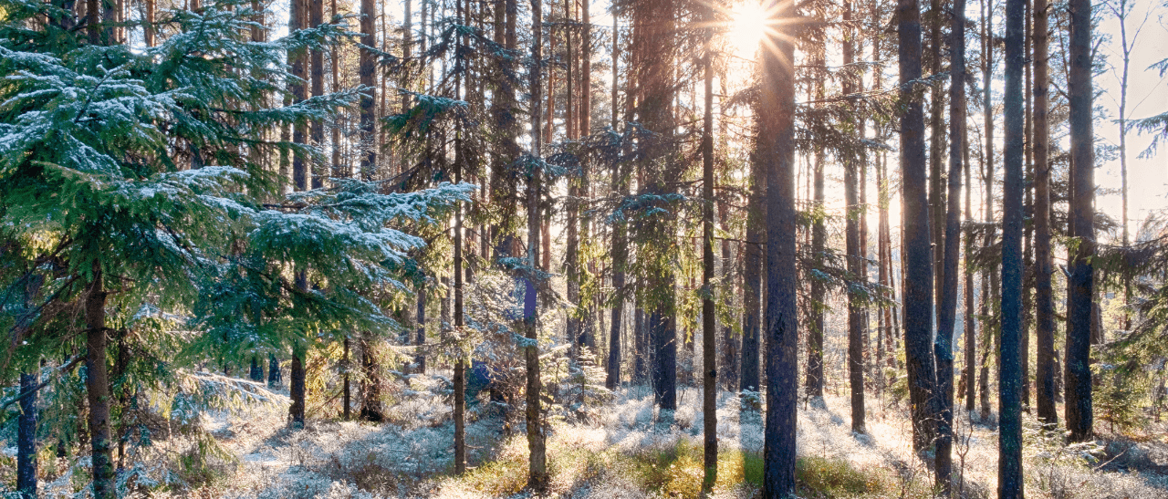 Der Wald als wichtiger und nachhaltiger Energielieferant
